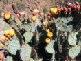 /album/opuntia/o-az-jpg/